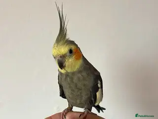 Cockatiels birds Gorgeous boy Paolo - Advert 1