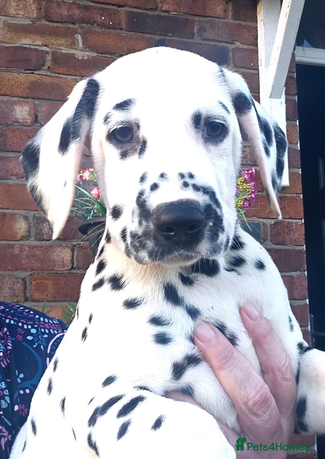 Dalmatian dogs for sale: Champion Lines Dalmatian Puppies - Advert 8