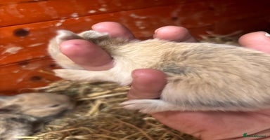 English Lop rabbits - Advert 2