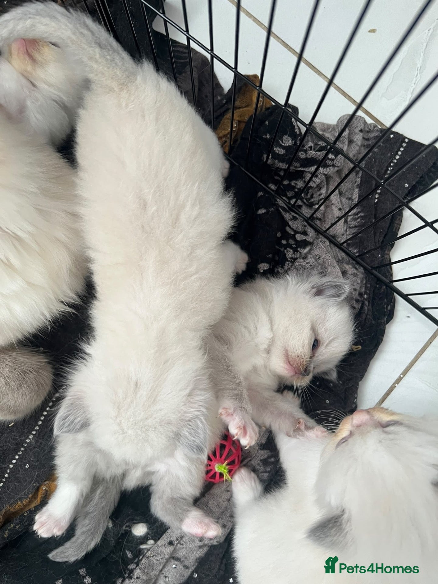 Ragdoll cats Ragdoll kittens looking for forever homes🐾🤍 - Advert 6