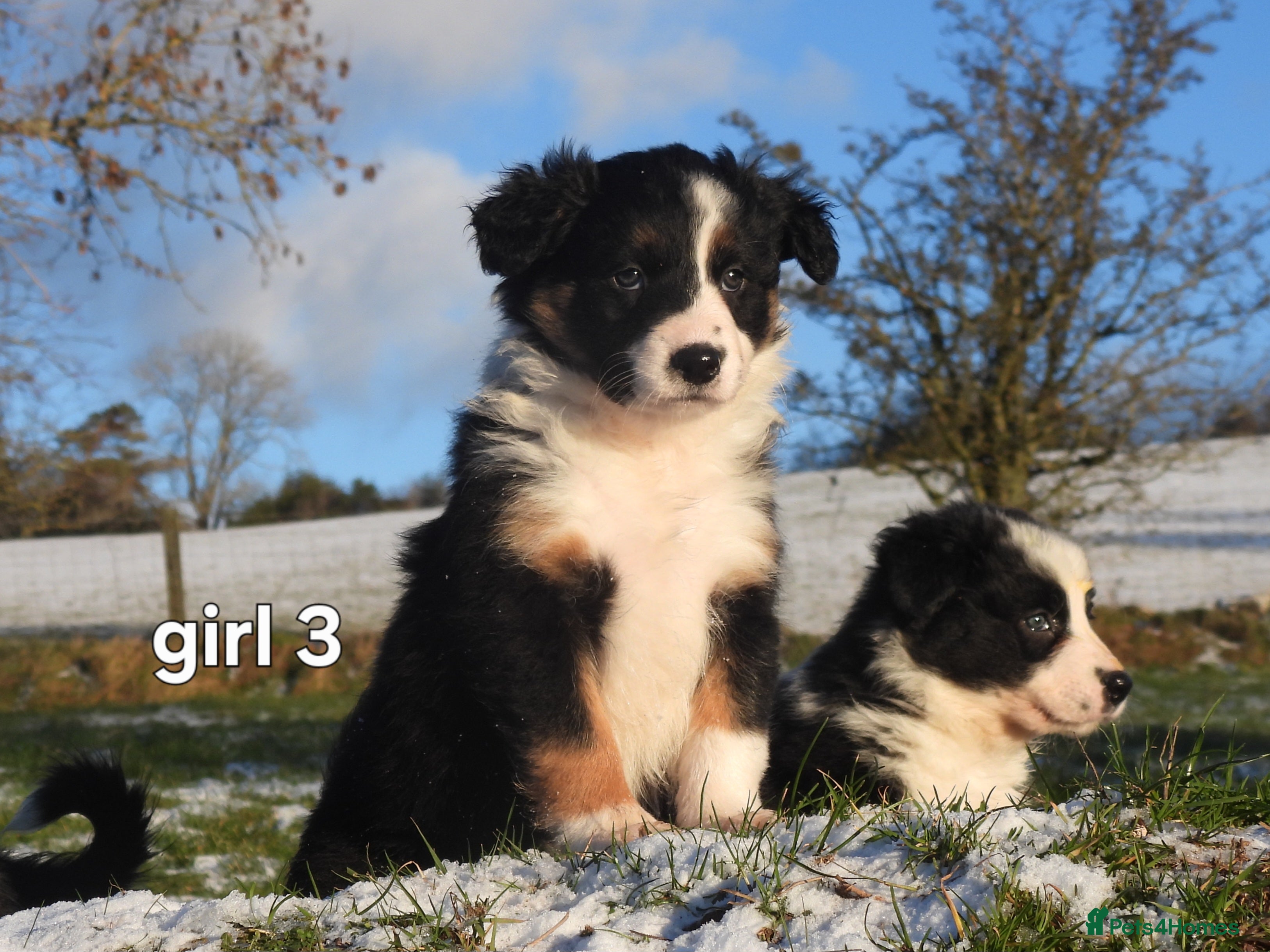 Border Collie dogs Border collie female pups for sale - Advert 2