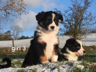 Border Collie dogs Border collie female pups for sale - Advert 2