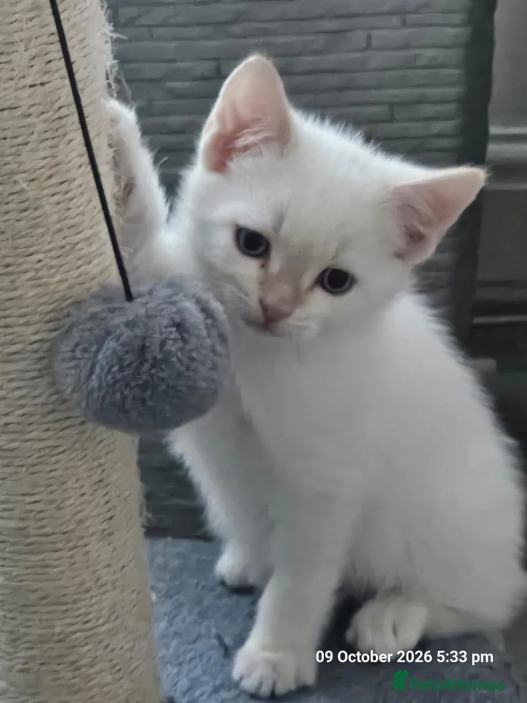 Mixed Breed cats for sale: Adorable 6 kittens Looking for Their Loving Homes! - Advert 13