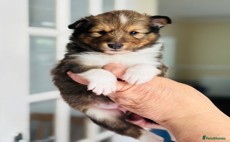 Shetland Sheepdog dogs - Advert 2