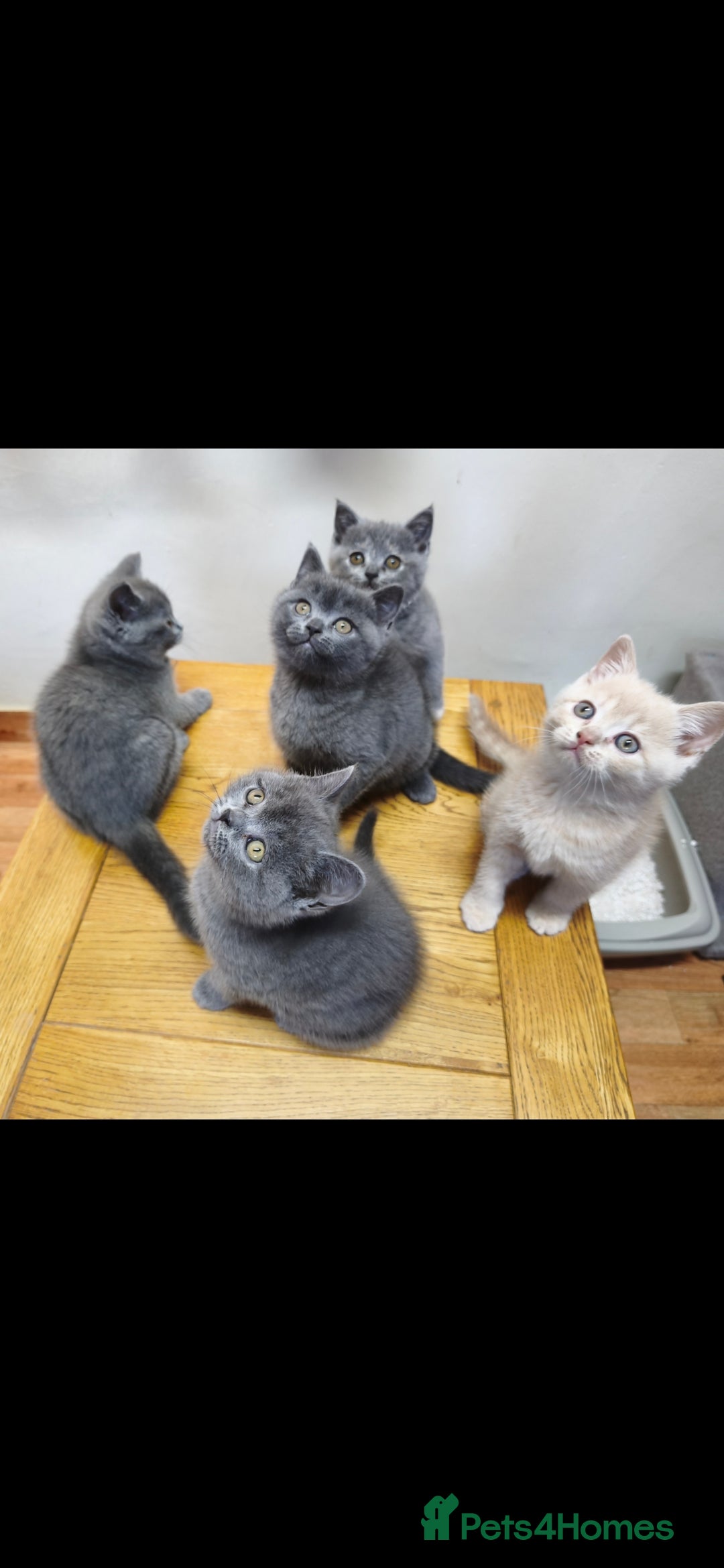 British Shorthair cats for sale: British Shorthair Kittens Imported Parents  - Advert 2