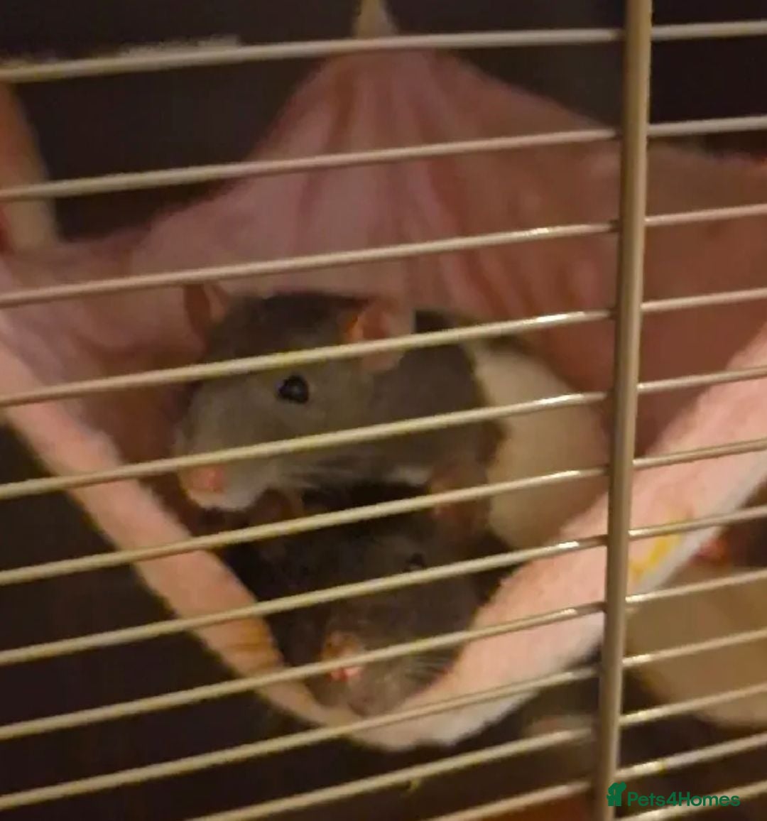 Rat rodents 2 female rats looking for a new home - Advert 8