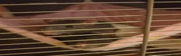 Rat rodents for sale: 2 female rats looking for a new home in Southampton - Advert 1