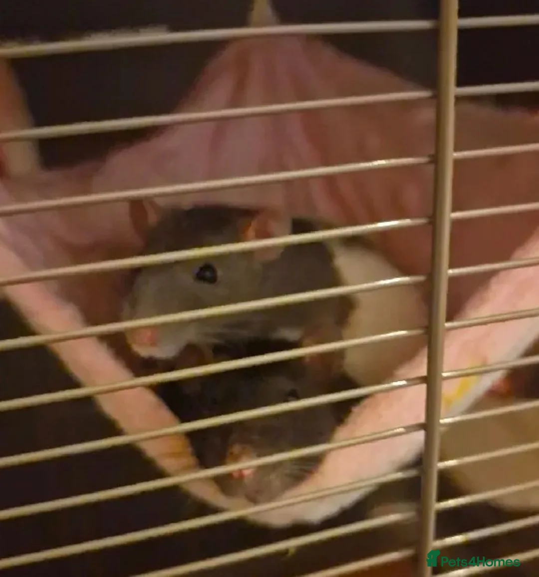 Rat rodents for sale: 2 female rats looking for a new home in Southampton - Advert 1