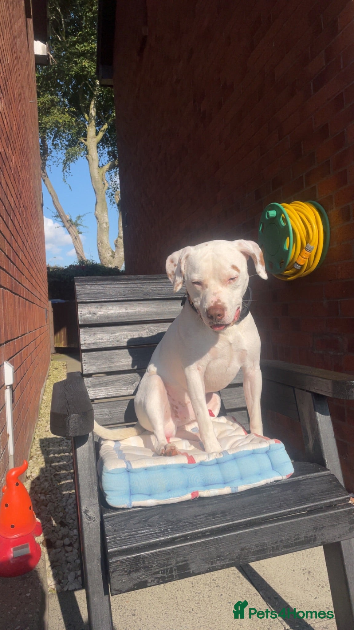 Mixed Breed dogs Arlo  - Advert 1