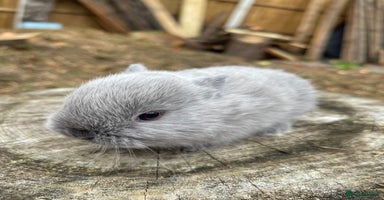 Netherland Dwarf rabbits - Advert 14