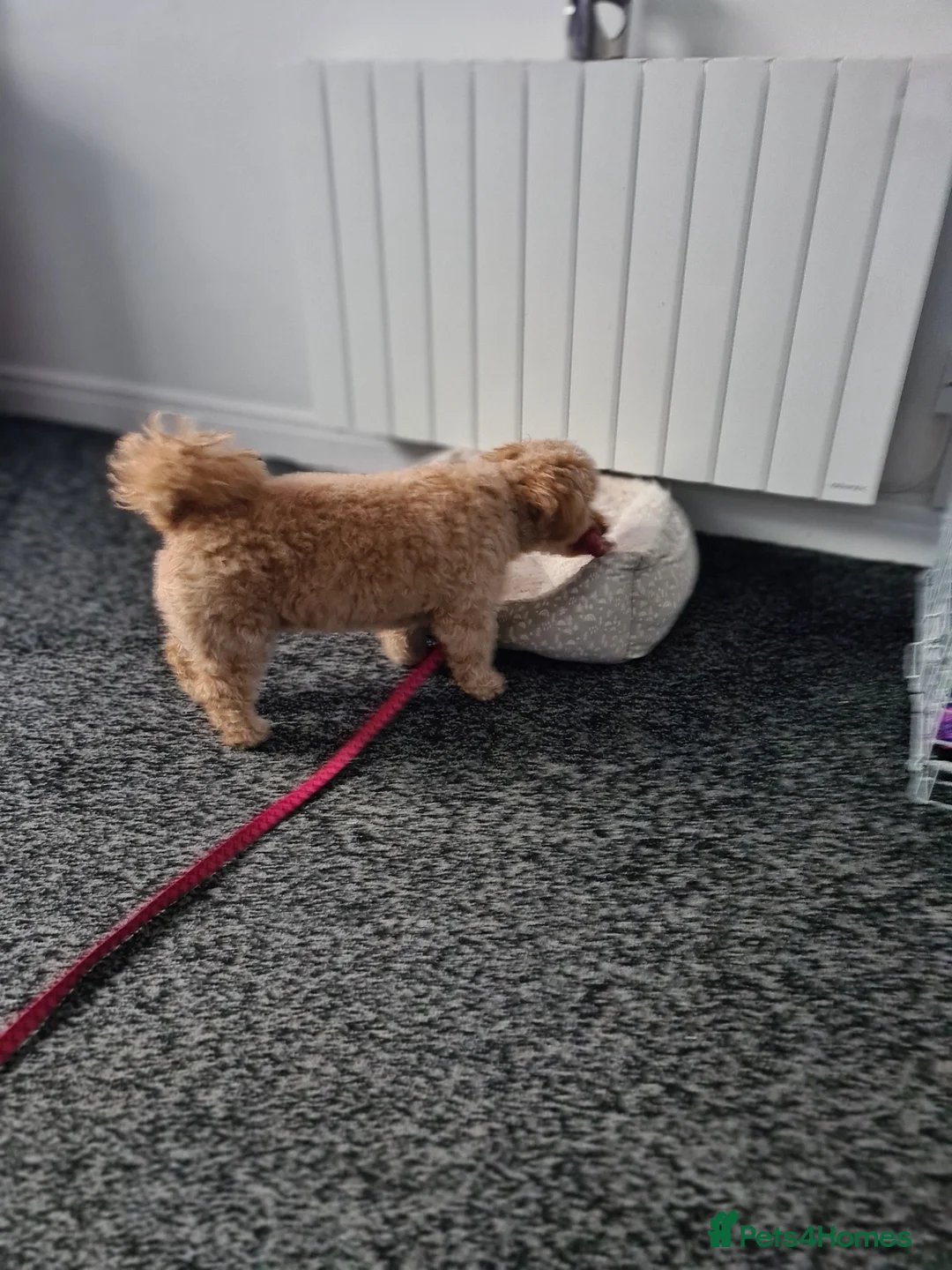 Shihpoo dogs for sale: Shihpoo female puppy - Advert 4