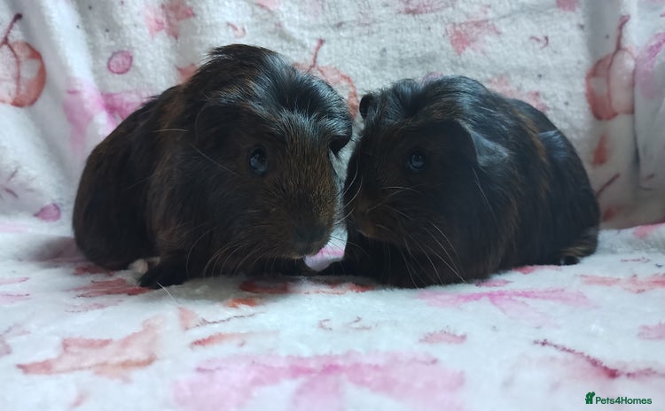 Guinea Pig rodents - Advert 14