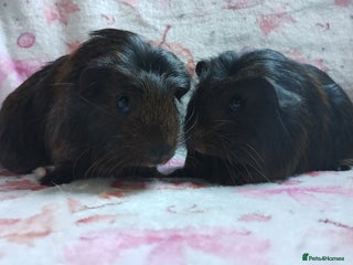 Guinea Pig rodents - Advert 26