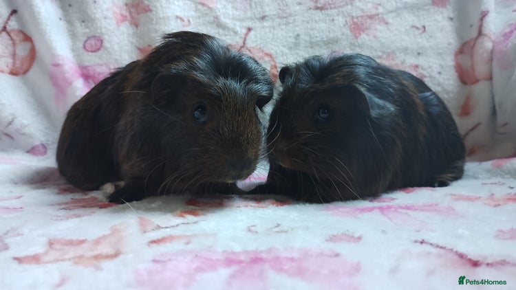 Guinea Pig rodents - Advert 14