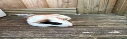 Guinea Pig rodents for sale: 5 female guinea pigs ready now  - Advert 5