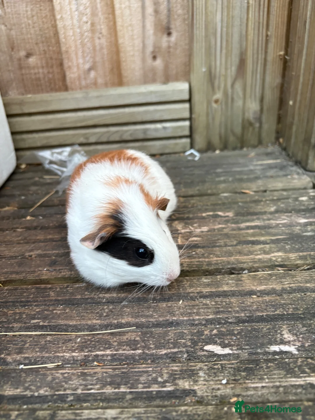 Guinea Pig rodents for sale: 5 female guinea pigs ready now  - Advert 5