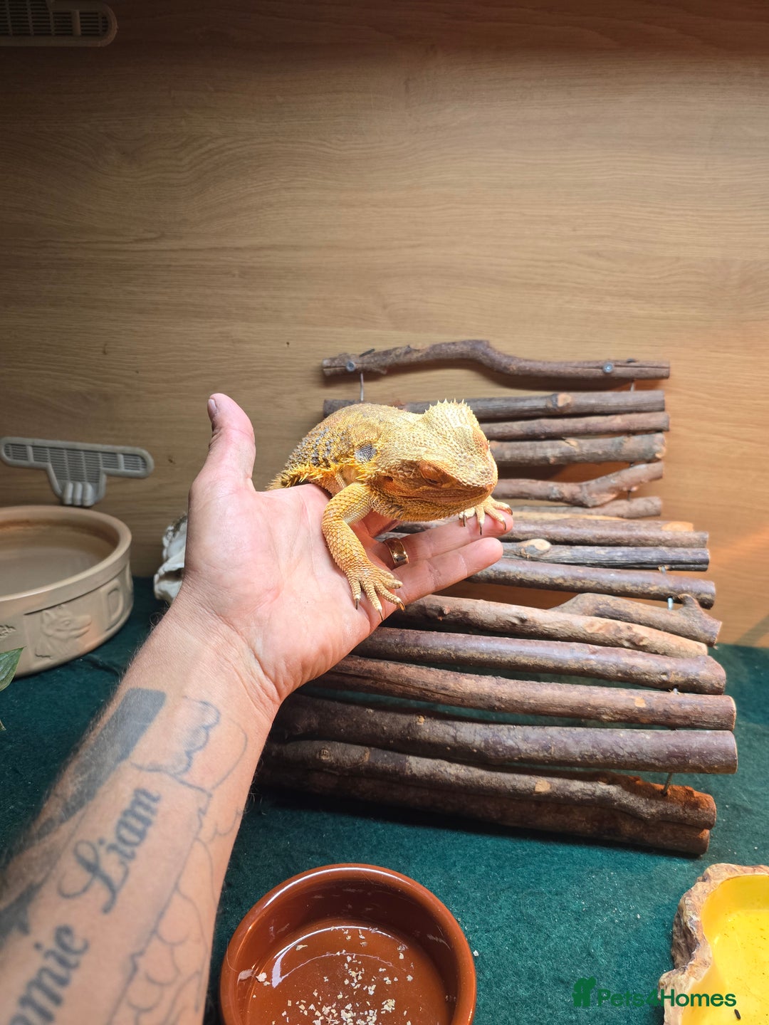 Bearded Dragon reptiles for sale: Bearded dragon - Advert 4