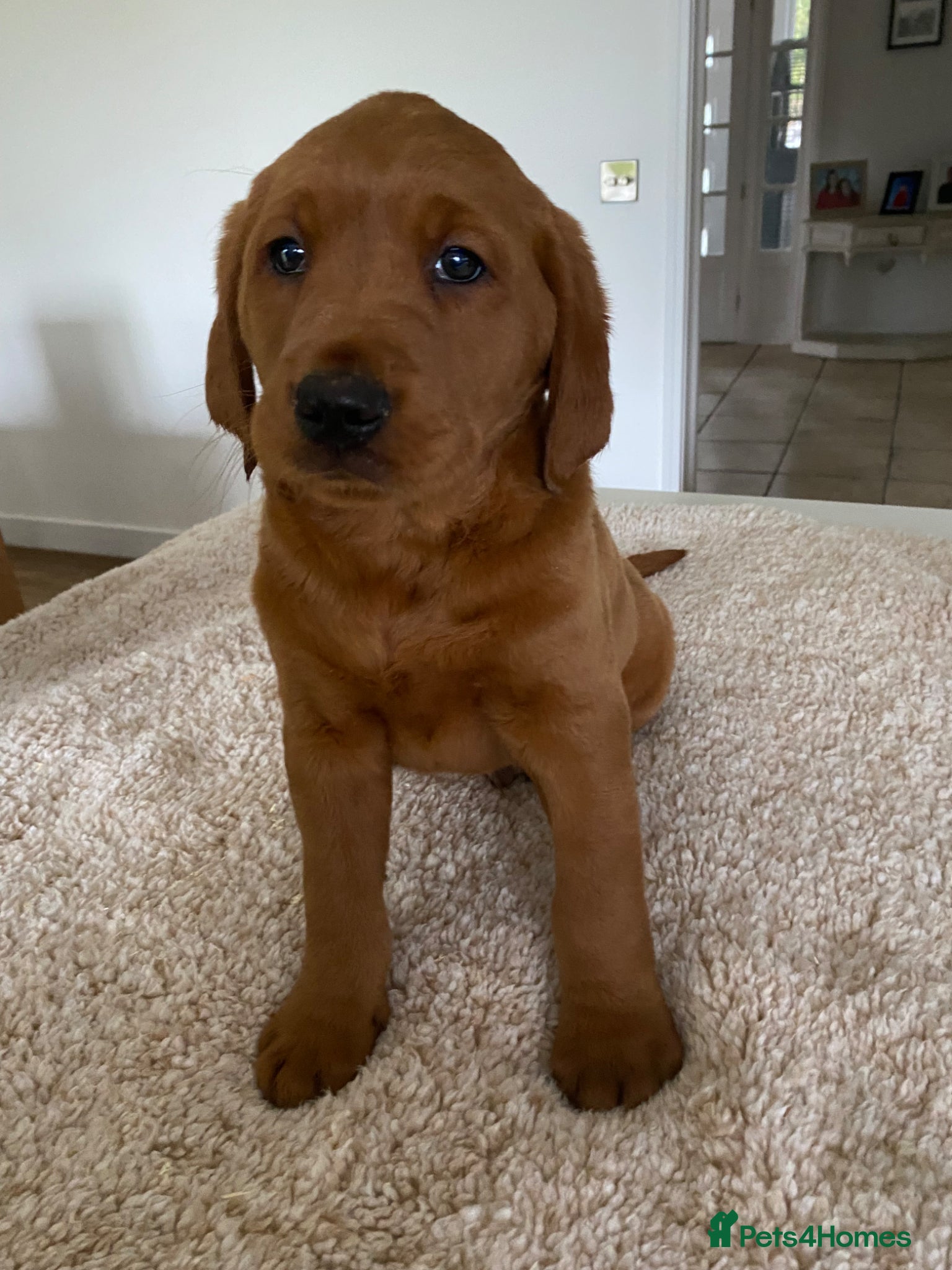 Goldador dogs Fantastic very dark fox Red Goldadors  - Advert 4