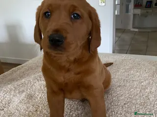 Goldador dogs Fantastic very dark fox Red Goldadors - Advert 4