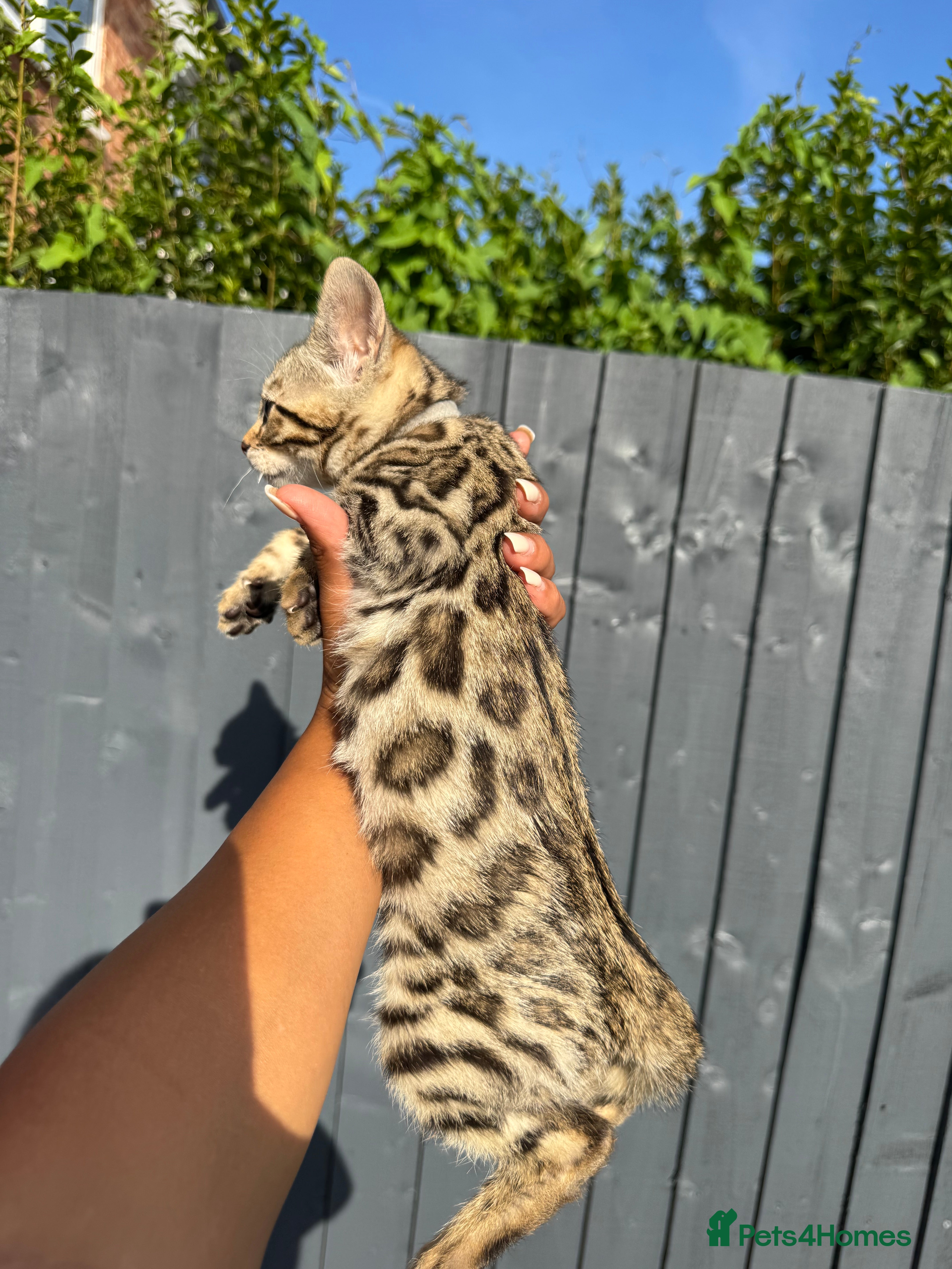 Bengal cats 🐆✨Outstanding TICA Registered Bengal cubs  ✨🐆 - Advert 2