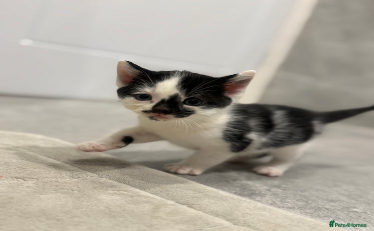 Mixed Breed cats - Advert 8