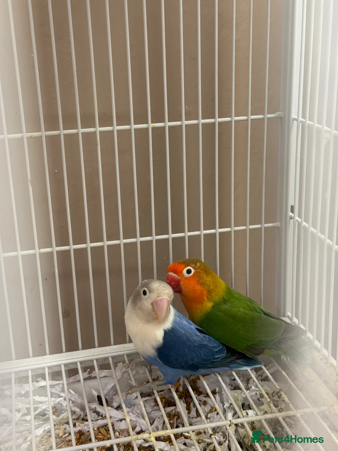 Budgerigars birds for sale: Lovebirds & Budgies  - Advert 2