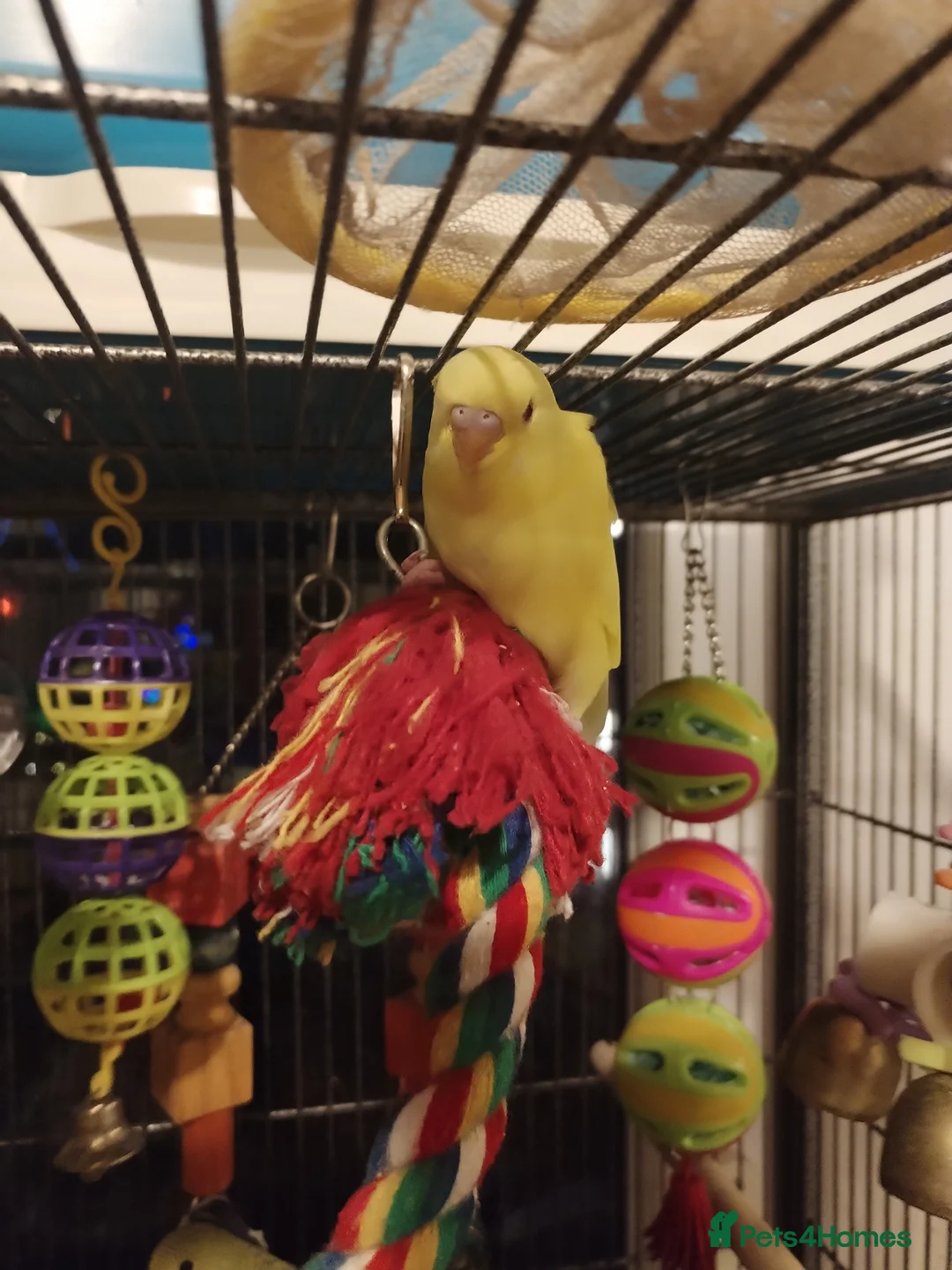Budgerigars birds for sale: Beautiful baby budgies  - Advert 2