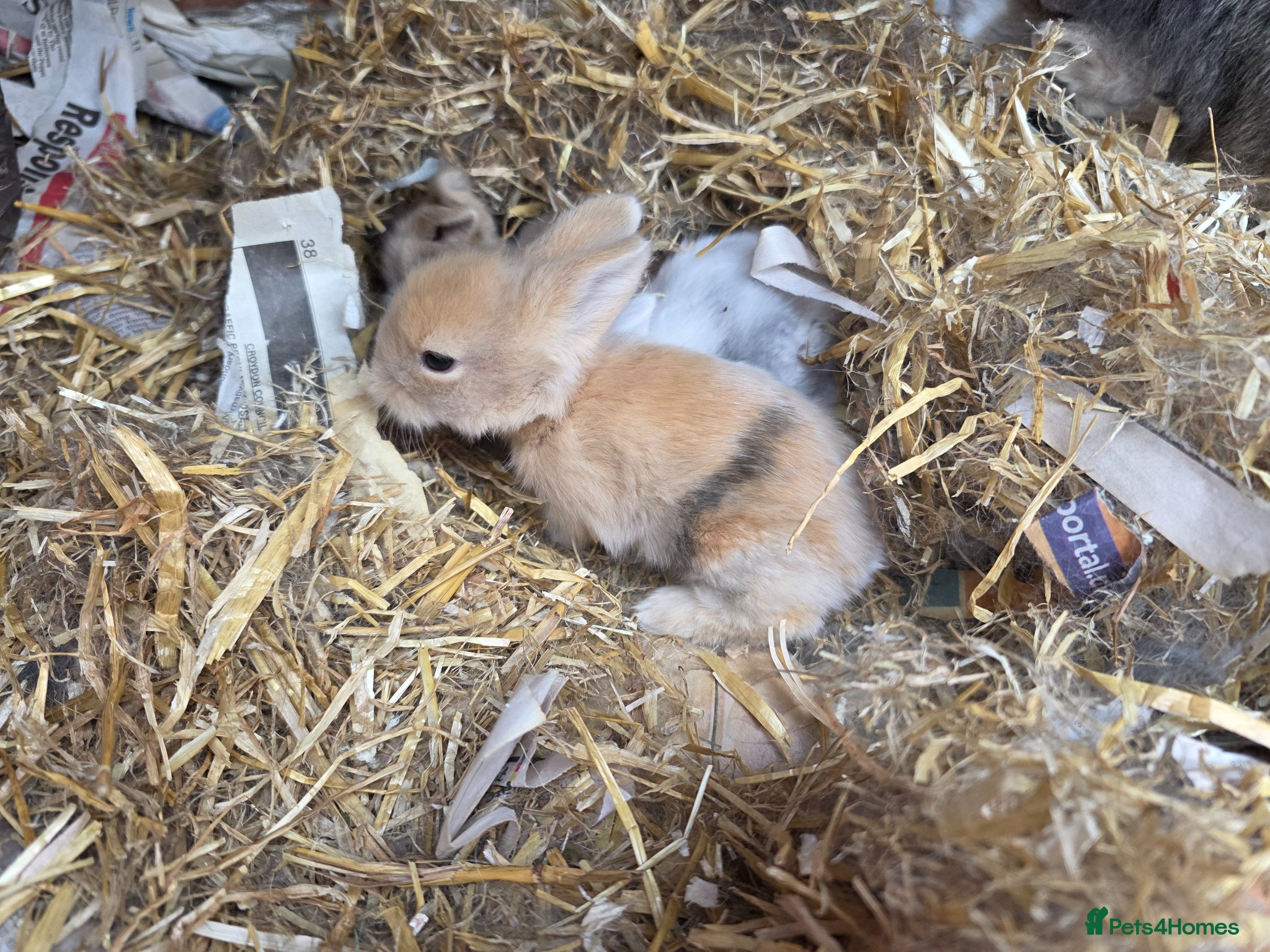 Lionhead rabbits for sale: Double maned lionhead babies - Advert 1