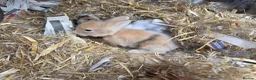 Lionhead rabbits for sale: Double maned lionhead babies - Advert 1