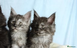 Maine Coon cats for sale: 🔥Stunning Maine Coon kittens🔥 - Image 11