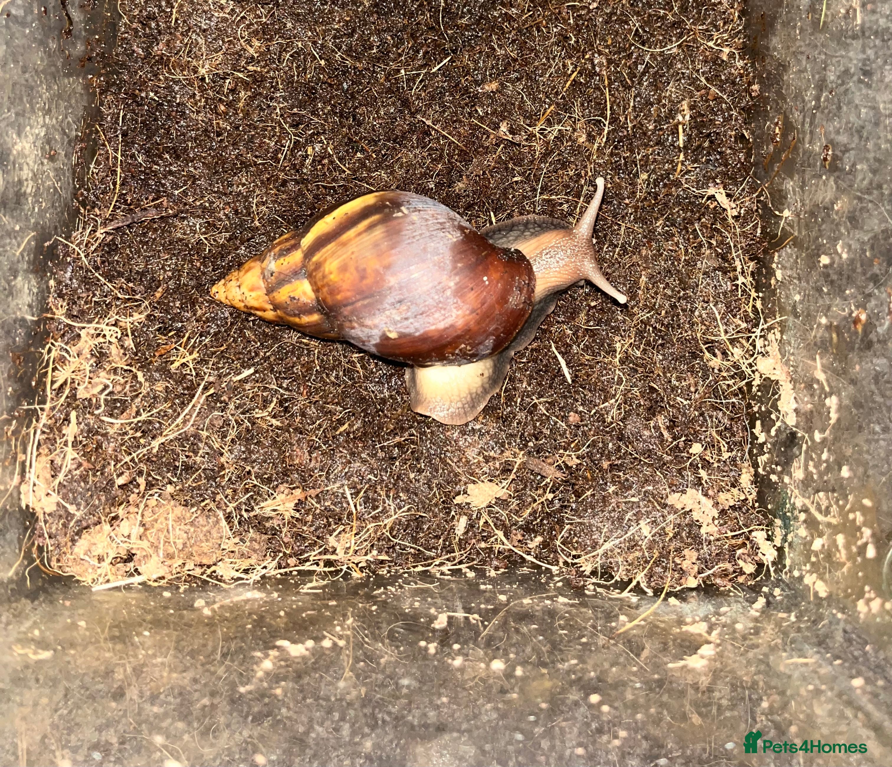 Snails invertebrates Giant African land snail  - Advert 4