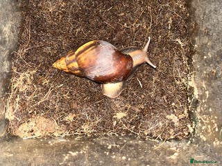Snails invertebrates Giant African land snail - Advert 4