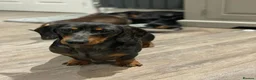 Miniature Dachshund dogs for stud: Kc reg silver dapple miniature dachshund  - Advert 5