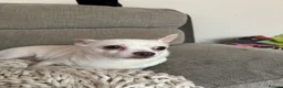 Chug dogs for sale: White female chug - Advert 1