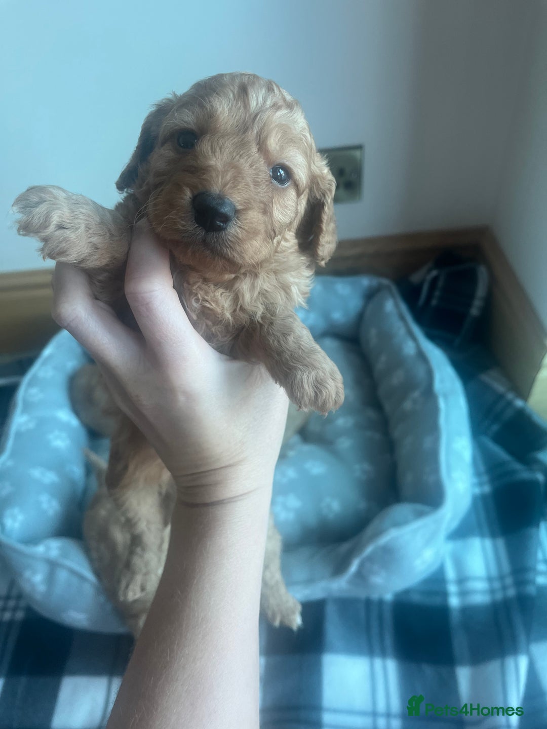 Cockapoo dogs for sale: Stunning litter of Cockerpoos - Image 14