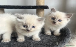 Ragdoll cats for sale: 5 Gorgeous TICA Ragdoll Kittens - Image 8