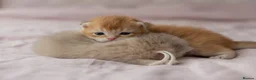 British Shorthair cats for sale: Golden Blue and Golden BSH kittens - Advert 8