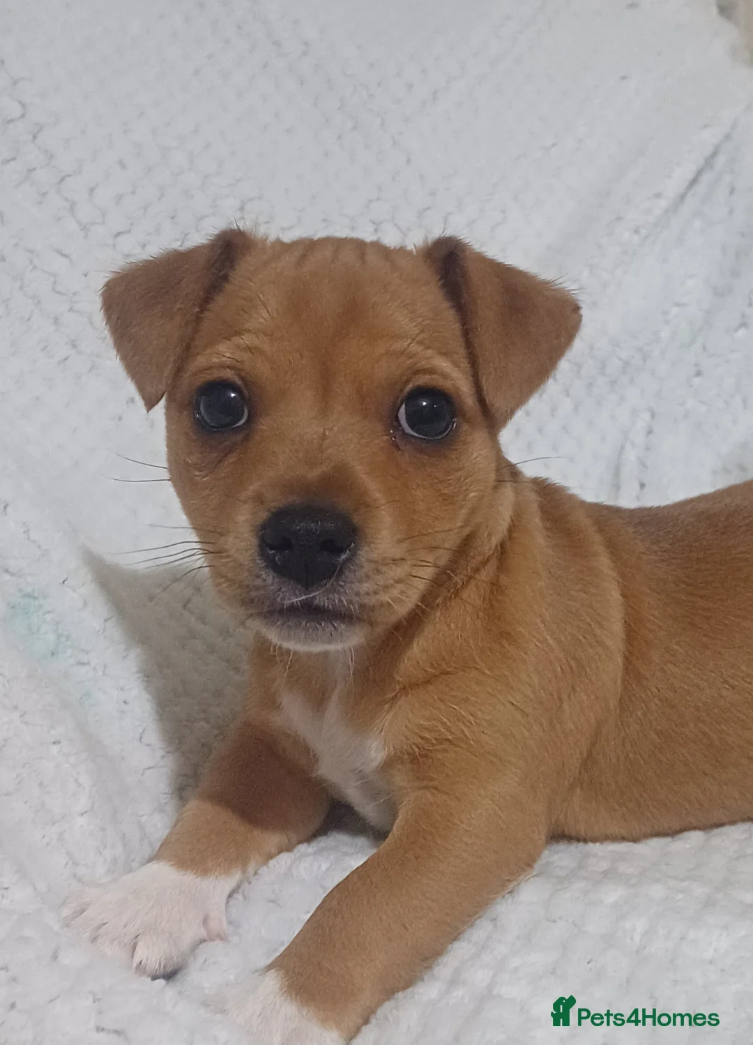 Jack Russell dogs for sale: Jack russell pup - Advert 2