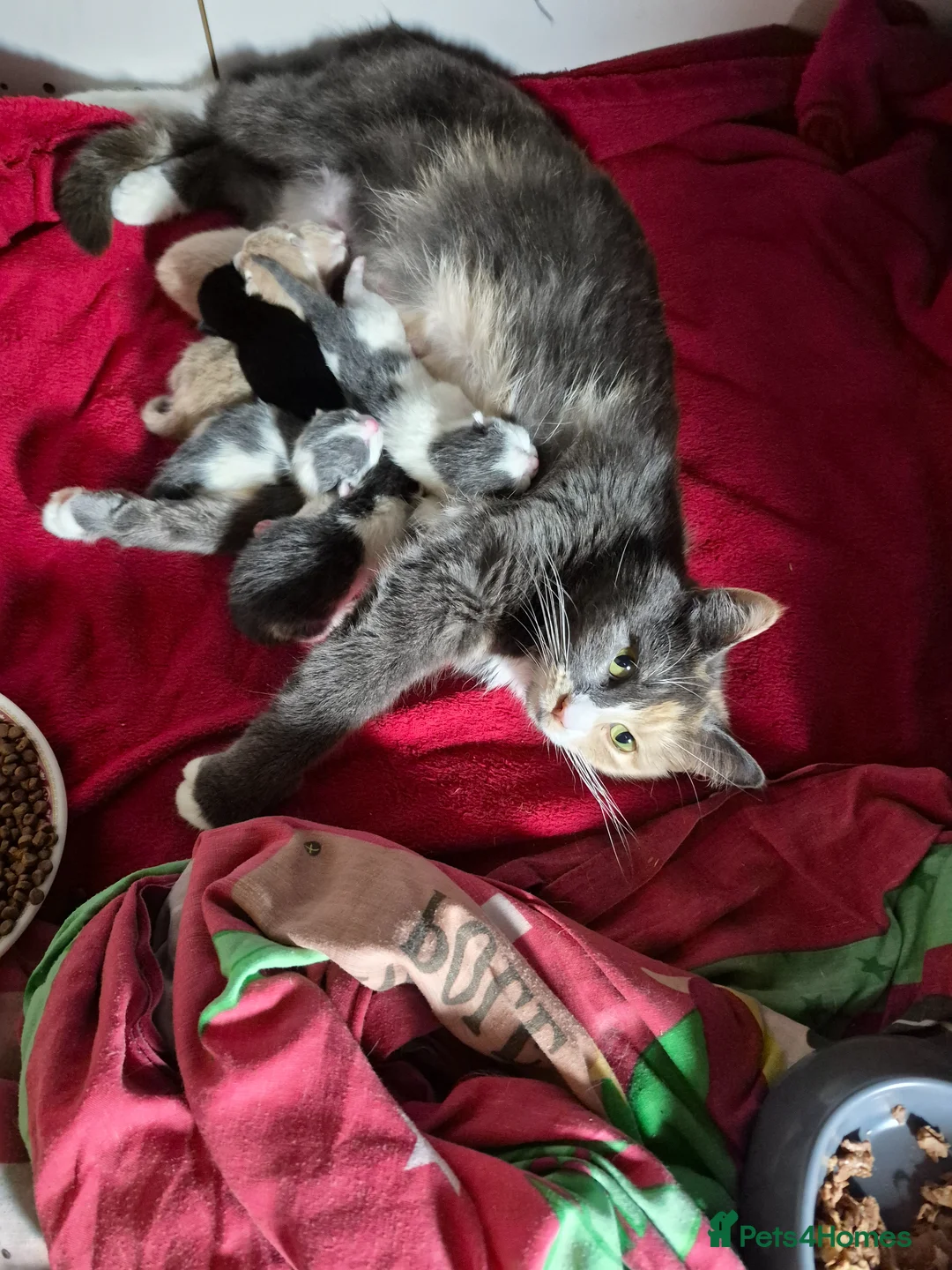 Mixed Breed cats for sale: Kittens ready now  in Rochester - Advert 1