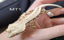 Gecko reptiles for sale: Juvenile Crested Geckos - Image 24