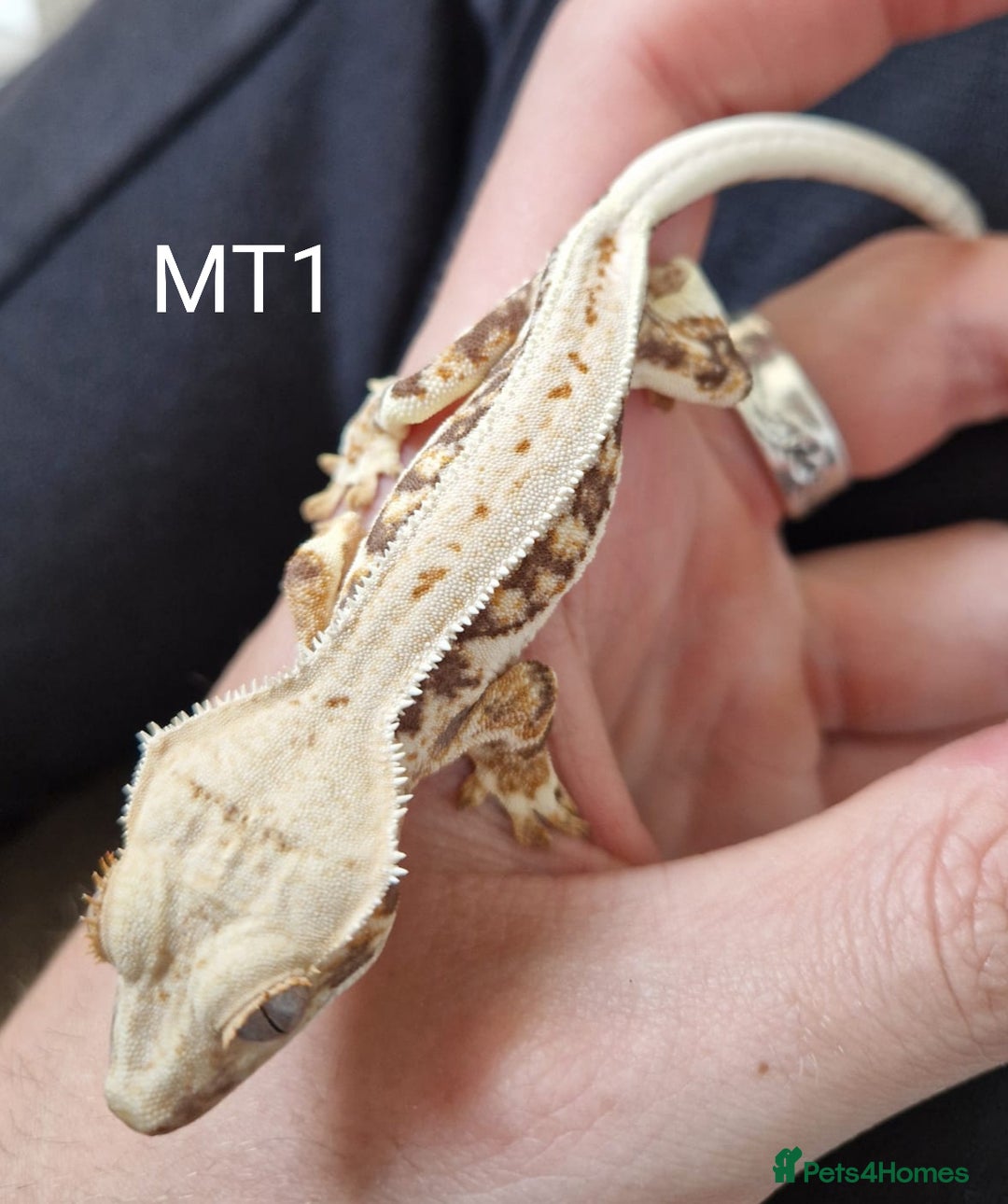 Gecko reptiles for sale: Juvenile Crested Geckos - Image 24