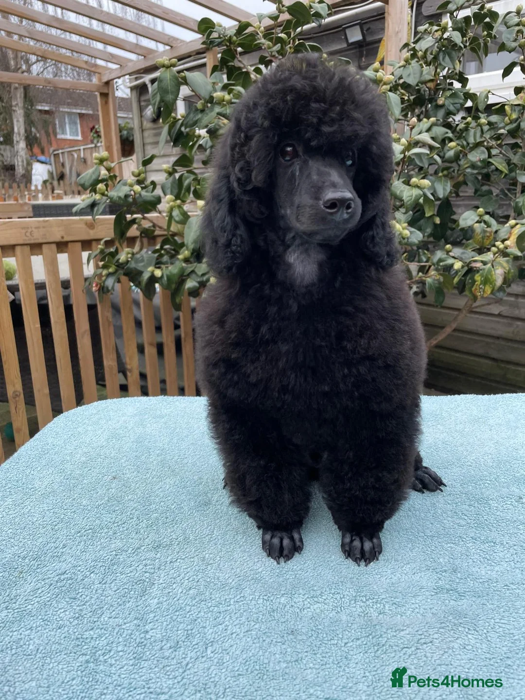 Miniature Poodle dogs for sale: Miniature Poodle – A Young Dog of Distinction - Advert 5