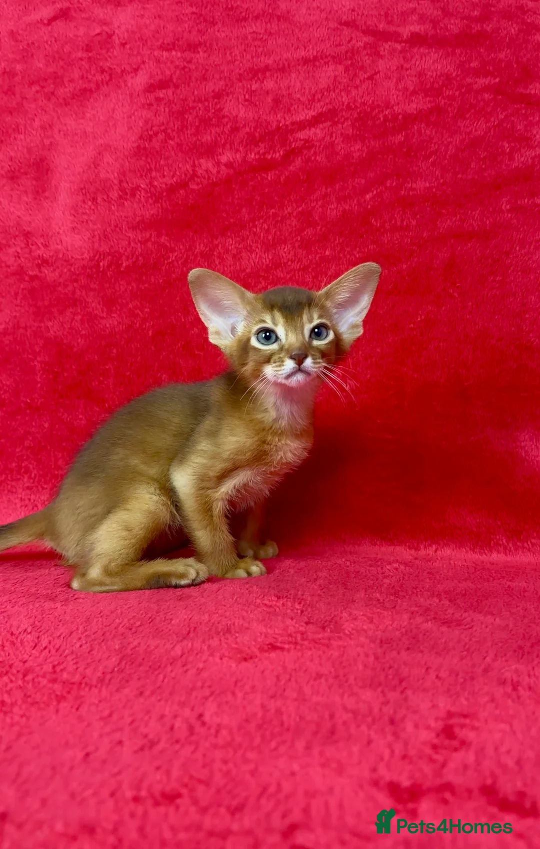 Abyssinian cats for sale: Gorgeous Abyssinian   Sorrel girl Brisa    - Advert 9