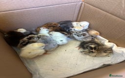 Chickens poultry for sale: Chicks silkie polish pekin hybrids pure breeds  - Image 2
