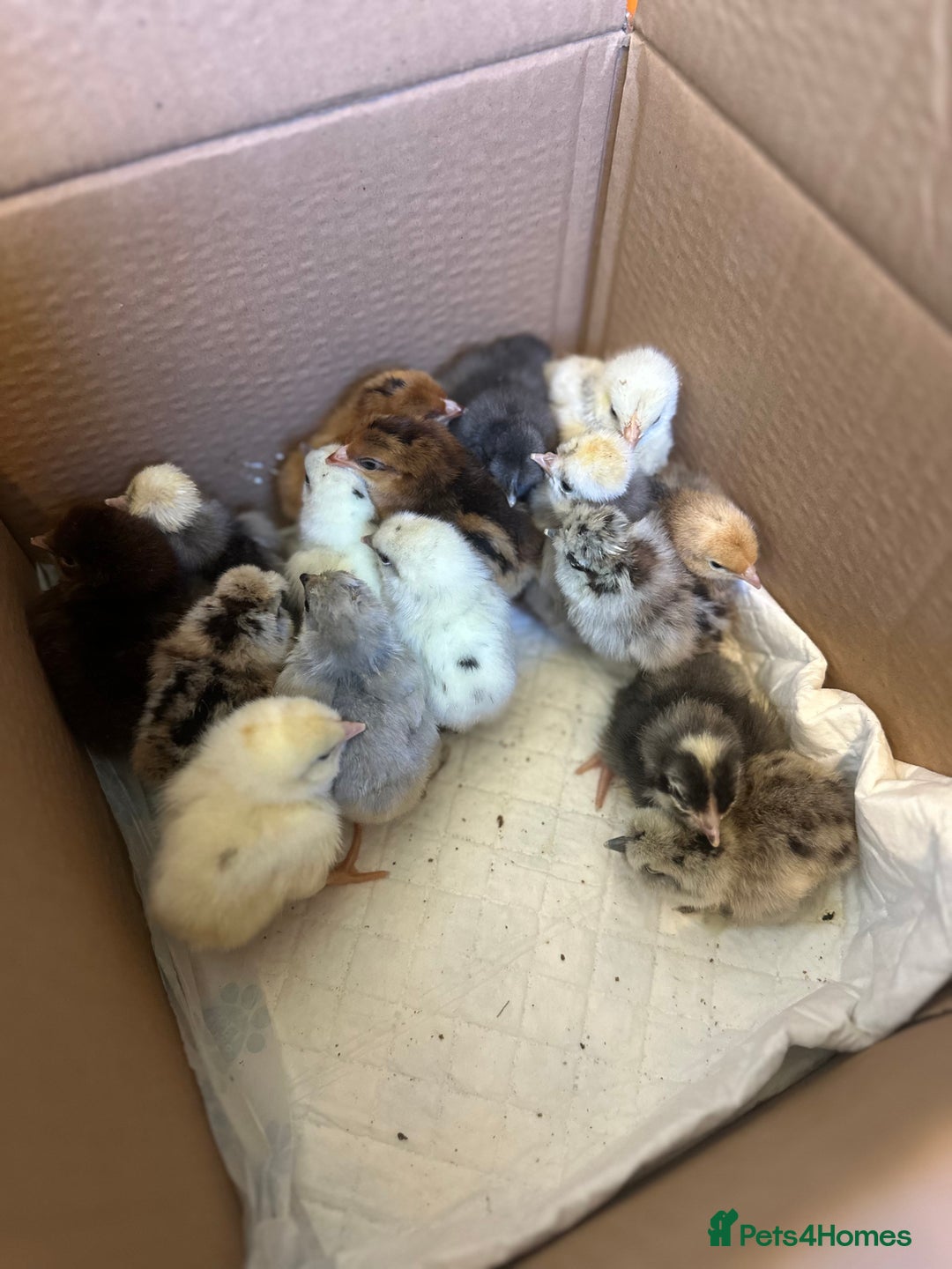 Chickens poultry for sale: Chicks silkie polish pekin hybrids pure breeds  - Image 2