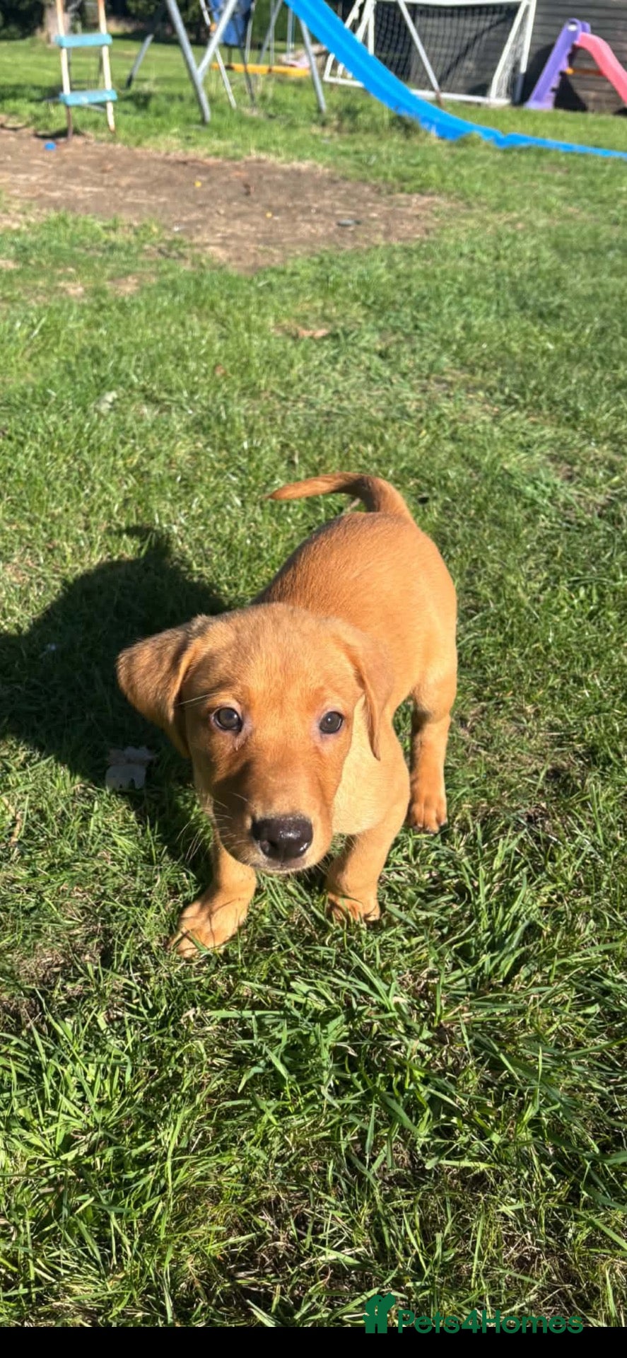 Labrador Retriever dogs 🦊 Gorgeous Fox Red Labrador Boy – KC Registered - Advert 1