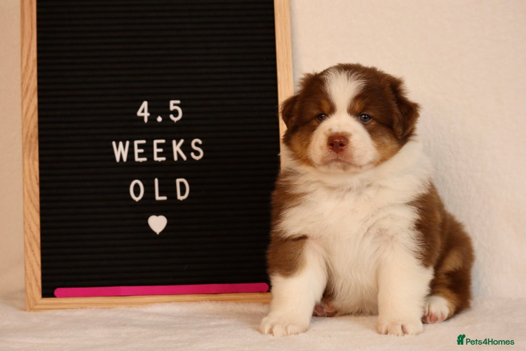 Australian Shepherd dogs for sale: KC Australian Shepherd Puppies  - Image 4