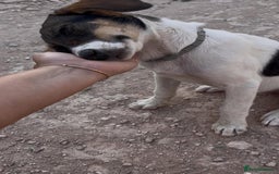 Mixed Breed dogs for sale: Mixed breed - Image 17