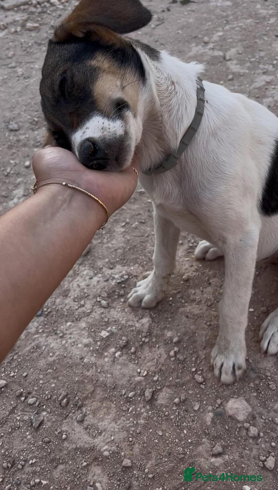 Mixed Breed dogs for sale: Mixed breed - Image 17