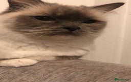 Ragdoll cats for sale: 2 x GCCF Registered Ragdolls for Sale - Image 6